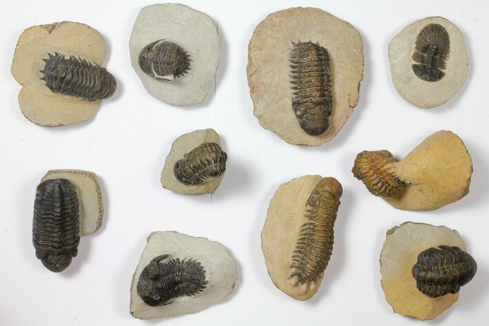 Lot: Assorted Devonian Trilobites - Pieces #119914